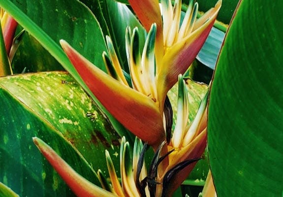 Heliconia bloom